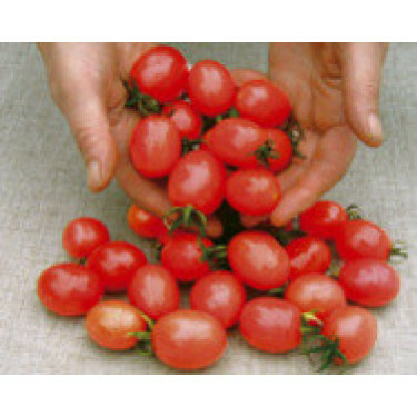 Tomate - Principe Borghese - BIO