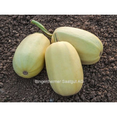 Courge spaghetti - BIODYNAMIQUE