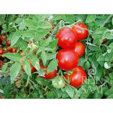 Tomate - Jani - BIODYNAMIQUE