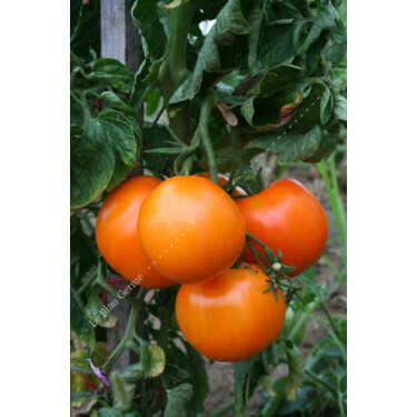 Tomate - Kaki Coing - BIO - 50% de remise pour cause de germination réduite