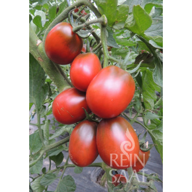 Tomate - Black Plum - BIODYNAMIQUE