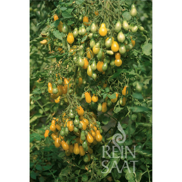 Tomate - Dattelwein - BIO - Remise de 50% pour cause de germination réduite