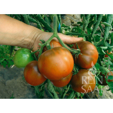 Tomate - Lilac - BIODYNAMIQUE