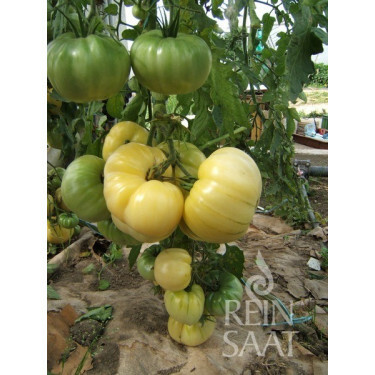 Tomate - White Beauty - BIODYNAMIQUE