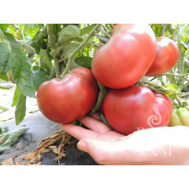 Tomate - Tschernij Prinz - BIODYNAMIQUE - 50% de remise - germination réduite