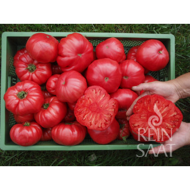 Tomate - Rosa - BIODYNAMIQUE 