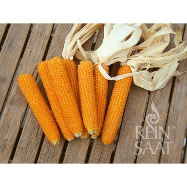 Maïs popcorn - Kremgolyo - BIO