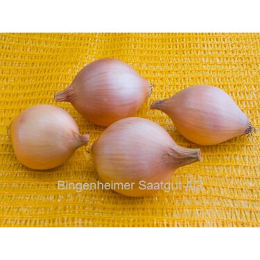 Oignon de semis - Prometa - BIODYNAMIQUE - 50% de remise pour cause de germination réduite