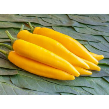 Piment fort - Sarit Gat - BIODYNAMIQUE