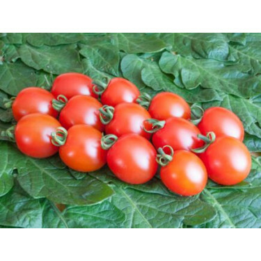 Tomate cerise - Trixi - BIODYNAMIQUE