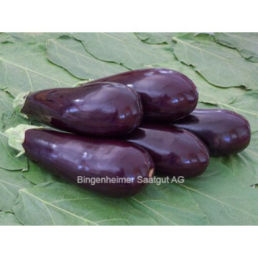 Aubergine, Zora