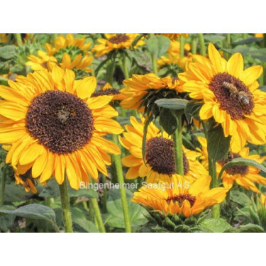 Helianthus annuus, Hella, Tournesol orange