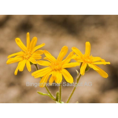 Arnica montana - Arnica des Montagnes - BIODYNAMIQUE