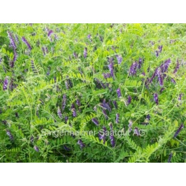 Vicia d'hiver (villosa), engrais vert 60g