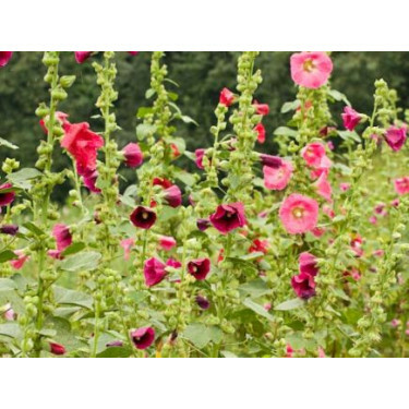 Althaea rosea - Rose trémière - BIODYNAMIQUE