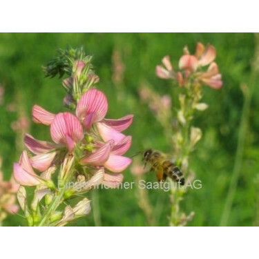 Esparcette/sainfoin - BIO