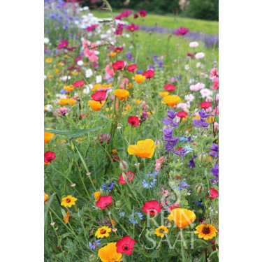 Mélange de fleurs d'été - Pré des fées - BIO