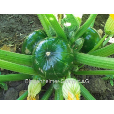 Courge - Zaphito - BIODYNAMIQUE