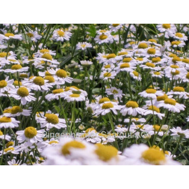 Tanacetum parthenium - Grande camomille - BIODYNAMIQUE