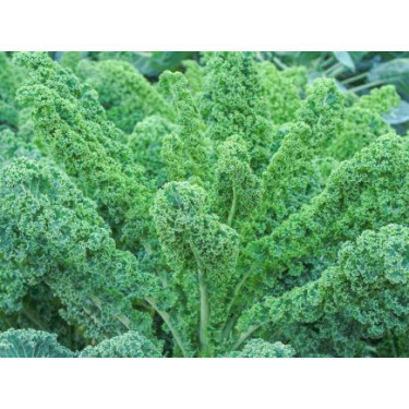 Chou vert - Lerchenzungen - BIODYNAMIQUE