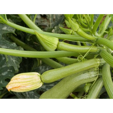 Courgette - Alberello - BIODYNAMISCH