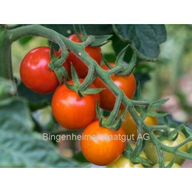 Tomate - Primabella - BIODYNAMIQUE