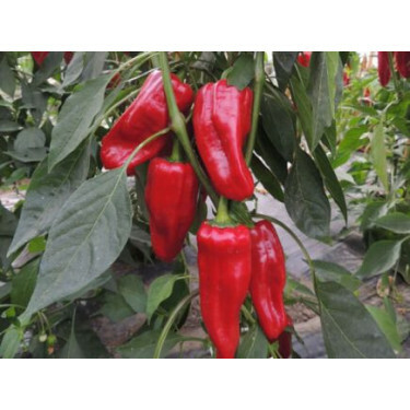 Poivron- Türkischer gewürzpaprika - BIODYNAMIQUE