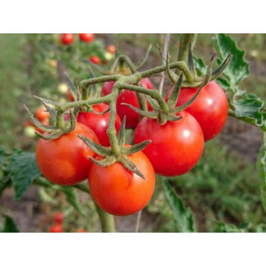 Tomate - Resibella - BIODYNAMIQUE