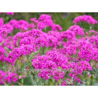 Silene armeria - Silène à bouquets - BIODYNAMIQUE