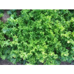 Chicorée frisée - Wallonne - BIO