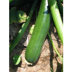 Courgette - Zucchini - BIO