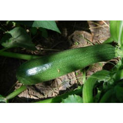 Courgette - Zuboda - BIODYNAMIQUE