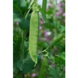 Pois mangetout - Ambrosia - BIODYNAMIQUE