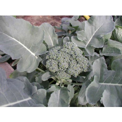 Brocoli - Groene Calabrese - BIO