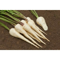 Panais - Halblange Weisse - BIODYNAMIQUE - 50% de remise pour cause de germination réduite