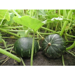 Potiron - Hokkaido Vert - BIO