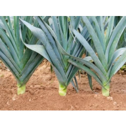 Poireau d'hiver - Avano - BIODYNAMIQUE