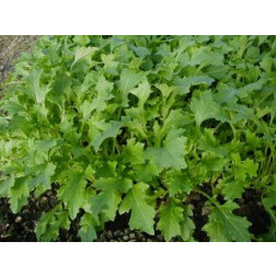 Navet-feuille - Namenia - BIO