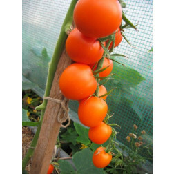 Tomate - Auriga - BIO - Remise de 50% pour cause de germination réduite