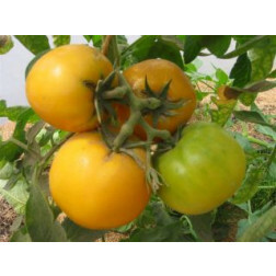 Tomate - Golden Jubilee - BIO - Remise de 50 % pour cause de germination réduite