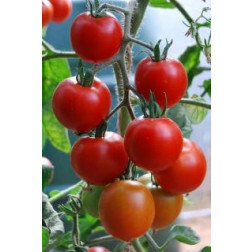 Tomate - Karos - BIO - Remise de 50% pour cause de germination réduite