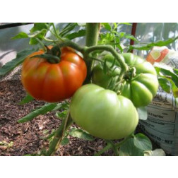 Tomate - Marmande - BIO