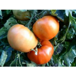 Tomate - Saint-Pierre - BIO - Remise de 50 % pour cause de germination réduite