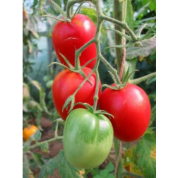 Tomate - De Berao - BIO - Remise de 50% pour cause de germination réduite