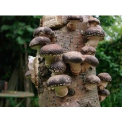 Shiitake (50 pièces)