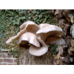 Pleurote en huître - Pleurotus ostreatus - 50 chevilles