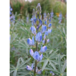 Lupin bleu 100g - BIO