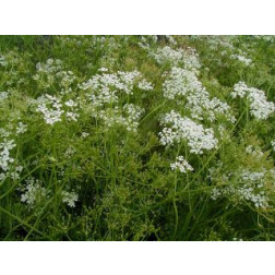 Carum carvi - Carvi - BIODYNAMIQUE