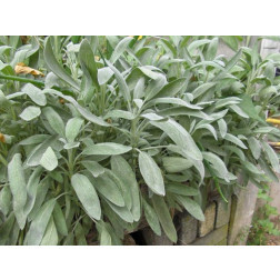 Salvia officinalis - Sauge - BIO