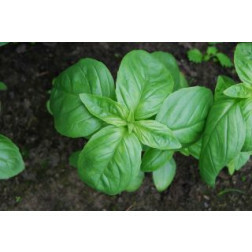 Basilic - grandes feuilles - disque de semences - BIODYNAMIQUE